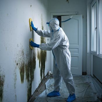 North Carolina Mold Remediation